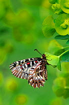 Southern Festoon Butterfly (Zerynthia polyxena) profile view. Captive bred specimen. Found throughout SE Europe.