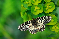 Southern Festoon Butterfly (Zerynthia polyxena) at rest on foliage. Captive bred specimen. Found throughout SE Europe.