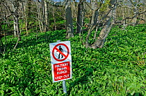 Military firing range Keep Out warning sign, in spring woodland, with carpet of Wild Garlic (Alium ursinum) Tyneham, Dorset, England.