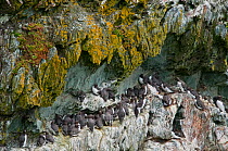 Colony of Guillemots (Uria aalge) on cliff nesting ledges. South Stack, Anglesey, North Wales, UK