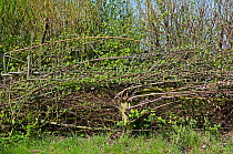 Newly laid Willow (Salix) hedge, England, UK