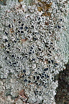 Black Shield Lichen (Lecanora atra) close ups, Devon coast, England, UK