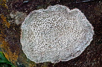 Crawfish Lichen (Ochrolechia parrella) Devon, England