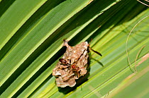 Paper Wasp (Polistes sp.) at nest in Palm leaf. Everglades, Florida, USA