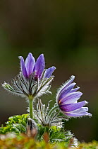 Pasque Flower (Pulsatilla vulgaris) in flower, Spring, England, UK