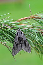 Pine Hawk Moth (Sphinx pinastri) at rest on Pine tree branch. Captive bred specimen. Widespread throughout England and Wales.
