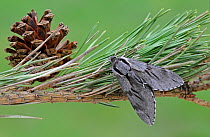 Pine Hawk Moth (Sphinx pinastri) at rest on Pine tree branch. Captive bred specimen. Widespread throughout England and Wales.