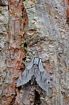 Pine Hawk Moth (Sphinx pinastri) at rest on Pine tree trunk. Captive bred specimen. Widespread throughout England and Wales.