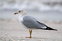 Ring-Billed Gull (Larus delawarensis) standing in profile, Sanibel Island, Florida, USA