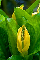 Yellow Skunk Cabbage (Lysichiton americanus) in flower. An invasive species which has naturalised in parts of UK.