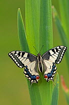 Swallowtail Butterfly (Papilio machaon) Captive bred specimen. Found throughout Europe and N Africa except the UK where it is restricted to a very small part of East England in Norfolk Broads.