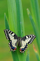 Swallowtail Butterfly (Papilio machaon) Captive bred specimen. Found throughout Europe and N Africa except the UK where it is restricted to a very small part of East England in Norfolk Broads.