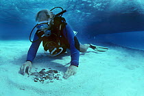 Diver recovering gold and silver coins from the shipwreck "Las Maravillas", a Spanish galleon sunk in 1658, Bahamas. 1987.