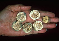 Six gold coins recovered from the shipwreck "Las Maravillas", a Spanish galleon sunk in 1658, Bahamas. 1987, model released Model released.