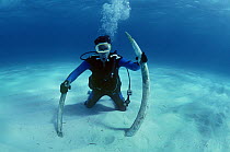 Diver with Elephant tusks recovered from the shipwreck "Las Maravillas", a Spanish galleon sunk in 1658, Bahamas. 1987.