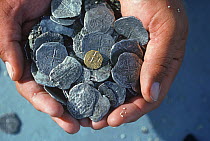 Doubloons recovered from the shipwreck "Las Maravillas" a Spanish galleon sunk in 1658, Bahamas. 1987. model released Model released.