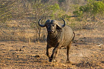 Cape Buffalo (Syncerus caffer) charging towards camera, Mala Mala Reserve, South Africa. (Digitally removed small tree branch in foreground)
