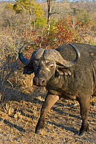 Cape Buffalo (Syncerus caffer) cautiously moving past camera, Mala Mala Reserve, South Africa.