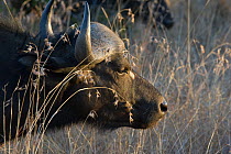 Cape Buffalo (Syncerus caffer) profile head portrait in long grass, Mala Mala Reserve, South Africa.