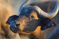 Cape Buffalo (Syncerus caffer) head portrait, whilst chewing on fodder, Mala Mala Reserve, South Africa.