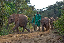 Young African elephants (Loxodonta africana) herded down a footpath by keepers at Daphne Sheldrik's Orphanage, Nairobi, Kenya
