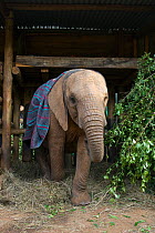 Young African elephant (Loxodonta africana) wearing a rug, standing in a shelter, Daphne Sheldrik's Orphanage, Nairobi, Kenya