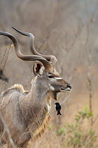 Greater Kudu (Tragelaphus strepsiceros) portrait of bull, with Drongo (Dicruridae) in foreground, Mala Mala Reserve, South Africa