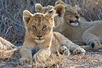 African lion (Panthera leo) cubs lying down and sleeping, aged 3-4 months, Mala Mala Reserve, South Africa