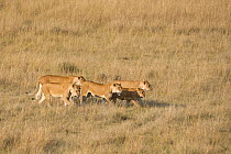 African Lion (Panthera leo) Mothers and cubs on the move, Masai Mara Reserve, Kenya