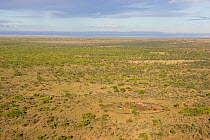 Aerial view of morning light over Eland Downs, Northern Kenya, East Africa