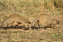 Two Banded mongoose (Mungos mungo) walking together, Masai Mara Reserve, Kenya