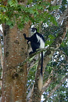 Black and White Colobus monkey (Colobus guereza) sitting on tree branch, Kibale Forest National park, Uganda