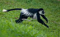 Black and White Colobus monkey (Colobus guereza) Mother running with infant (less than one week old) clinging to  her, tail visible,  Kibale Forest National park, Uganda