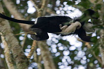 Black and White Colobus monkey (Colobus guereza) mother jumping through forest canopy with infant (less than one week old) Kibale Forest National park, Uganda.