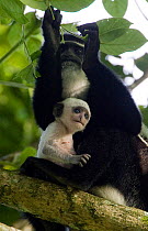 Black and White Colobus monkey (Colobus guereza) mother with infant (less than one week old) sitting on tree branch, Kibale Forest National Park, Uganda