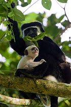 Black and White Colobus Monkey (Colobus guereza) mother with infant (less than one week old) Kibale Forest National Park, Uganda