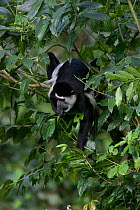 Black and White Colobus monkey (Colobus guereza)foraging in the forest canopy, Kibale Forest National Park, Uganda