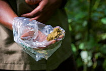 Chimpanzee (Pan troglodytes) dung collected for analysis by chimpanzee research team, Tropical forest, Western Uganda