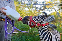 Plains Zebra (Equus quagga) foal bottle feeding, Safari West, Santa Rosa, CA, USA. Editorial use only