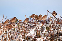 Social flock of House Sparrows (Passer domesticus) perched together in snowy hedgerow. Near Bradworthy, Devon, England, UK. January