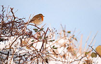 Robin (Erithacus rubecula) perched in snow covered hedgerow, Nr Bradworthy, Devon, UK. January