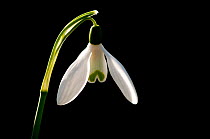 Snowdrop (Galanthus nivalis) backlit against black background, Poundstock church, Cornwall, England, UK. March 2010.