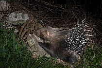 Crested Porcupine (Hystrix cristata) foraging at night, Tuscany, Italy.