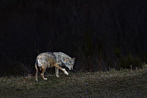 A wild Grey Wolf (Canis lupus) roaming on the outskirts of a village at night, Tuscany "Maremma" Italy.