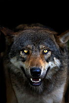 Head portrait of a Grey Wolf (Canis lupus) captive.