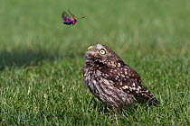 Little Owl (Athene noctua) standing on grass, observing a a Six-spot Burnet moth (Zygaena filipendulae) flying above. Tuscany, Italy