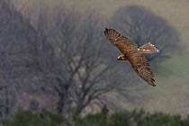 Lanner Falcon (Falco biarmicus feldeggii) in flight, Tuscany, Italy