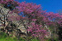 European Redbud / Judas-tree (Cercis siliquastrum) in flower, on the ancient walls of Saturnia, Tuscany, Italy