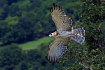 Short-toed Eagle (Circaetus gallicus) in flight, Tuscany, Italy