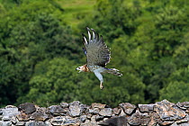Short-toed Eagle (Circaetus gallicus) flying low over stone wall, calling, Tuscany, Italy